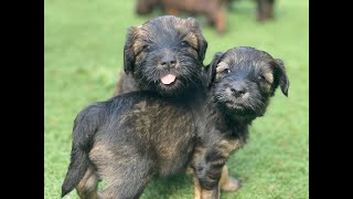 Whoodle | Mabel The Whoodle | 3 weeks to 6 months