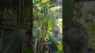 #Permaculture #SustainableLiving #Greywater #PinkBananas #EcoFriendly #Harvesting #WaterConservation