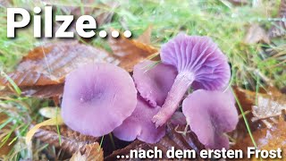 Pilze nach dem ersten Frost - Maronenröhrlinge und mehr 🍄| Pilze im Oktober