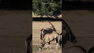 Beautiful Gemsbok antelopes at the watering hole #nature #shorts