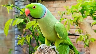 A Beautiful Talking Parrot