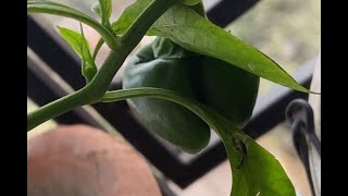 #Capsicum grow food #balcony #gardening | #Shorts