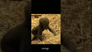 #Animal Funny video #Gorilla Baby