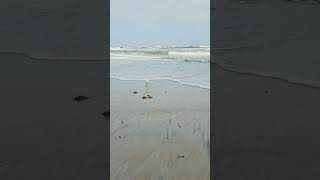 White Egret at the beach hunting for fish #ocean #natureinspired #birdspecies