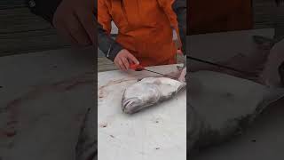 Stacking Fresh Halibut Fillets #shorts #halibut #alaska