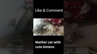 mama cat calling her kittens  #feeding #cats #kittens  #cat  #cataholic