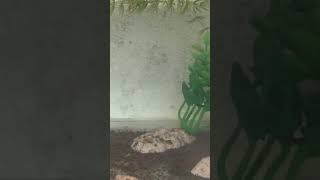 GUPPY FARM FROM AQUA FISH 🐟 NOT FOR SALE l#youtubeshorts #viralvideo #fishfarming do n forget sub l