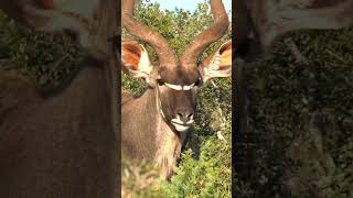 Forest // Beutiful //  Status  #viralvideo #shortsfeed #trendingshorts #forest #animals #birds