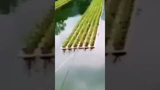 மிதக்கும் விவசாயம் floating farm