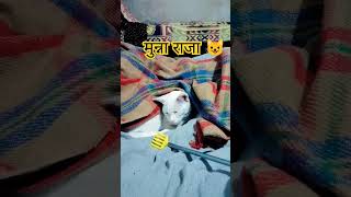 #funny #viralvideos #comedy #viral #cat#kittey#catmeow#catlover#kittty#buggy#shorts#khujali#billi