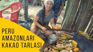 PERU AMAZONLARI ( İlk defa KAKAO bahçesinde çalıştım)