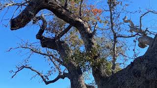 Featured Friday: Christian the Arborist on Oak Wilt with @dianacmartinezrealtor