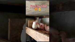 Parents love.🥰❤️Day 18. #22 April 2024.#cute#love #Viral#youtube #short videos #viral