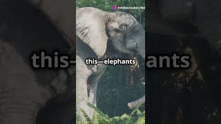 Shocking Discoveries: African Elephants Revealed