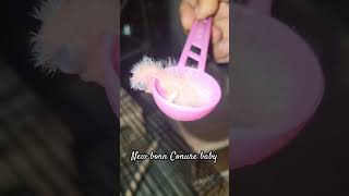 New born Small conure baby |#Shorts