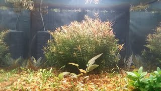 7.5 gallon walstad method cube gets its pea puffer.