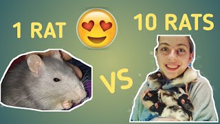 1 Rat VS. 10 Rats!