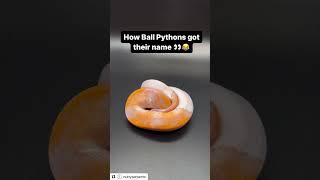 How Ball Pythons got their name 🥹🤣 #nervous #ballpython #piebald #pythonclutch #ballpythonsnake