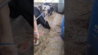 #phddairywala #trending #viral #animals #shortvideo #cow #ytshorts #breeding #animallover