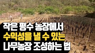 작은 평수 농장에서 수익성을 낼 수 있는 나무농장 조성하는 법 | 나무대장🌳 나무농사의 모든것