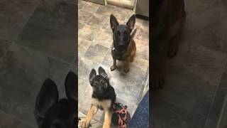 Funny Dogs 🐶🐶 Episode71 #shorts