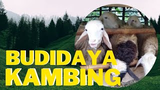 Cara Budidaya kambing