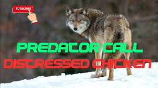 Predator Hunting Call - Distressed Chicken - 10 Mins -  Free Download