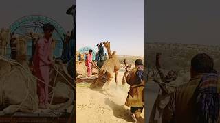 While loading the truck, the camel got angryأثناء تحميل الشاحنة، غضب الجمل