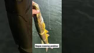 Umpan mancing ikan predator