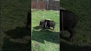 вечірка😂🐷😂 #pet #minipig #свині #влогукраїнською #сільськежиття #funnyvideo #party #pig #funnyshorts