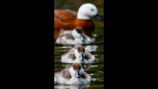 The Paradise Duck Song of New Zealand 🎶🦆