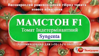 MAMSTON F1 | МАМСТОН F1 - Томат Індетермінантний, Syngenta