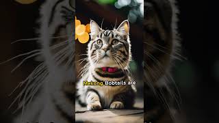 Learn more about Mekong Bobtail Cats #shorttail #friendly #