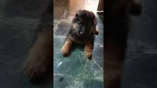 German shepherd long coat puppy 1month#viral #germanshepherd #shorts #quality #like