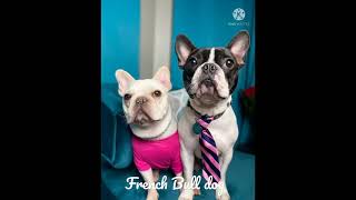 French bulldog breed# watsapp status