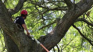 Renesting of Coopers Hawklet,  Toronto, 06/16/21