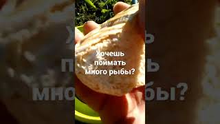 много рыбы