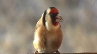 Stehlík obecný (Carduelis carduelis) European goldfinch