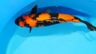 Big hi utsuri female heeschkoi Japanse koi import