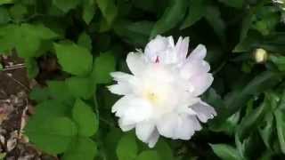 Old fashioned peonies: Three varieties in full bloom