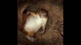 inside a squirrels nest...….AMAZING MUST WATCH