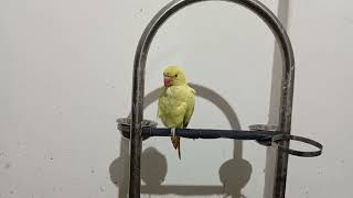 Yellow alexgendren Parrot VideosCompilation