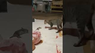 tikus VS kucing pertarungan sengitt #vs #pertarungan #terbaru