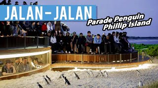 Spot Ngeliat Parade Pinguin Terbesar di DUNIA | Penguin Parade Phillip Island, Australia