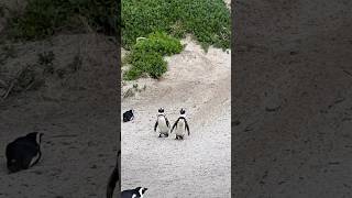 Penguins at Simon’s Beach, South Africa