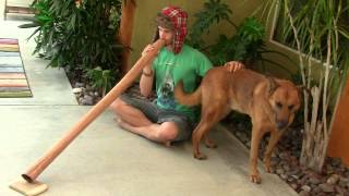 "RA708" Eucalyptus Didgeridoo by Roper Allanson