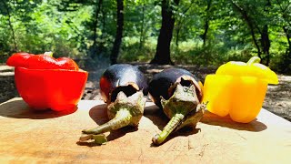 Cook dolme with bell pepper and eggplant