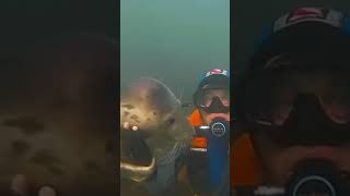 Diver becomes friends with a baby seal ❤️