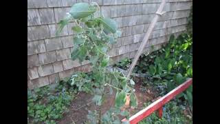 2023 Garden- Losing a Tree - Salix Discolor