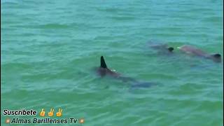 Naples Florida Delfines ala Vista 2019 Santa Cruz Barillas, Huehuetenango, Guatemala